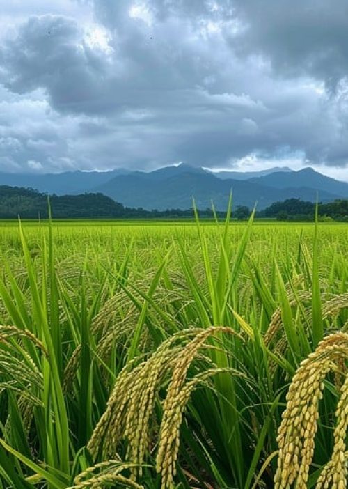 verdant-rice-field-stockcake